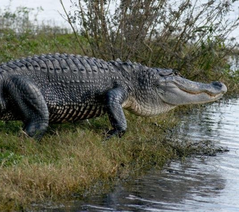 Ray's Airboat Rides - Christmas, FL