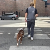 Prestige Dog Training gallery