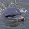 Jekyll Island Boat Tours gallery