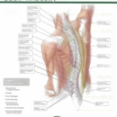 Medical & Sports Massage - Health & Wellness Products