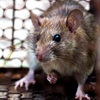 Hart's Pest Control gallery