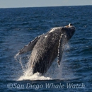 San Diego Whale Watch - Boat Tours