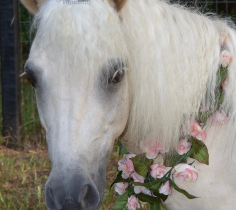 Half Pint Pony Parties & Petting Zoo - Bullard, TX