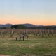 Afton Mountain Vineyards Inc