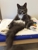 Friends for Life - Animal Shelters