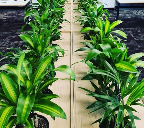 D&L Indoor Plant Hire & Garden Maintenance - Shell Cove, NSW
