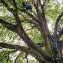 AnyTree Solution - Tree Service