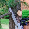 Academy Arborist gallery