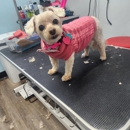 Jazmins Grooms and Designs - Pet Services