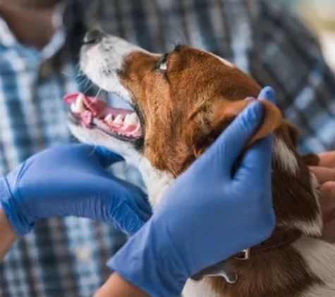 Mattydale Animal Hospital - Syracuse, NY