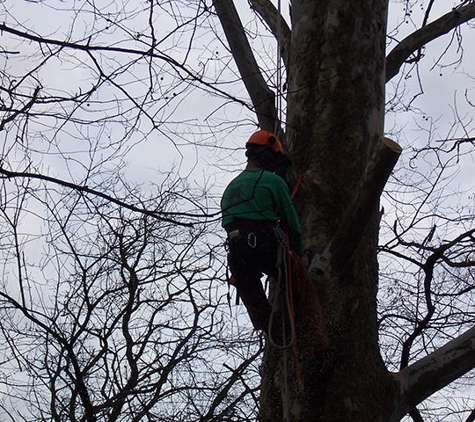 Finger Lakes Forest Management & Timber Harvesting, LLC - Interlaken, NY