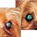 Animal Eye Care Center - Veterinary Labs