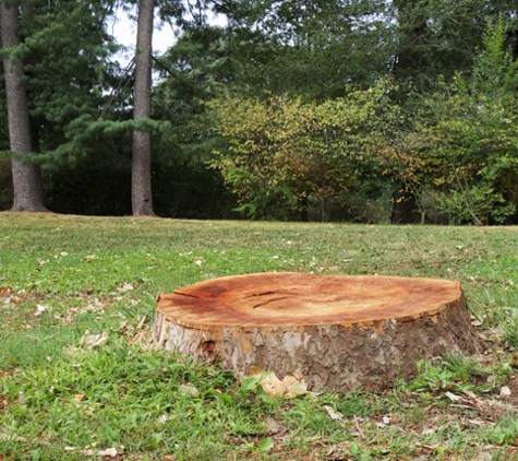 Lexington Tree Cutting & Trimming Services - Lexington, KY. Tree Stump Removal Lexington KY