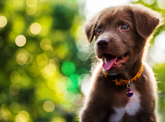 Kennel Club USA - Johnstown, OH