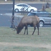 Mammoth Hot Springs Hotel and Cabins gallery