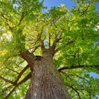 Arbortech Tree Care