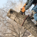 Tesla Tree Service - Tree Service