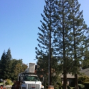 Ski's Tree Service - Tree Service