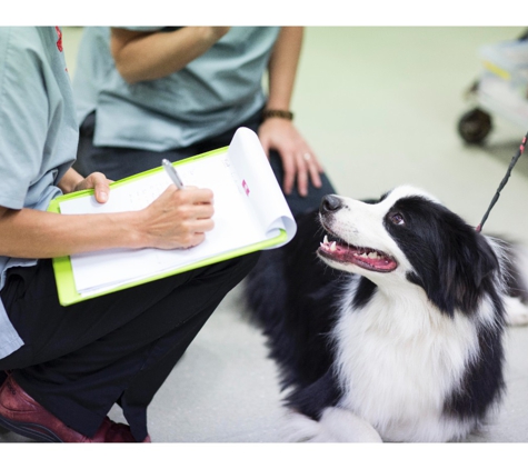 Brisbane Veterinary Emergency and Critical Care Service - Albany Creek, QLD