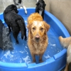 Top Dog Daycare and Boarding gallery