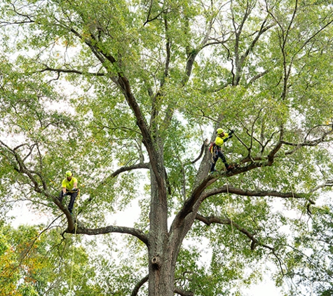 Bartlett Tree Experts - Southampton, NY - Southampton, NY