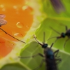 New Day Pest Control gallery