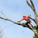 Trufast Tree Service - Tree Service