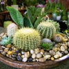 Exotic Plants Ltd. gallery