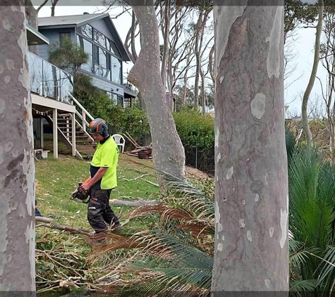 Eurobodalla Tree Services - Moruya, NSW