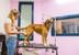 Happy Snoutz Pet Resort - Pet Services