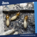 Varsity Termite and Pest Control - Termite Control