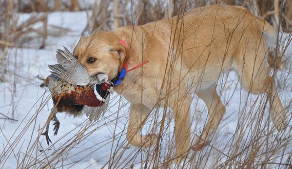 Duck Creek Retrievers, L.L.C. - Helenville, WI