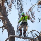 Valley Tree Care