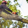 Big Brothers Tree Service gallery