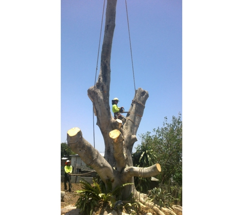 Treebiz Tree Services