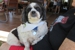 Pet Mama - Dog & Cat Clipping & Grooming