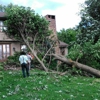 Even Family Tree Removal gallery