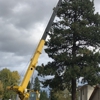 American Quality Tree Services gallery