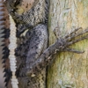 Daversa Wildlife Removal gallery