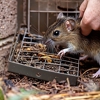 Gunnels Pest Control gallery