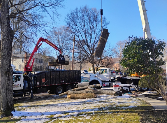 O&O Tree Service - Silver Spring, MD