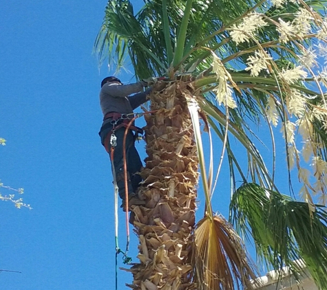 Aron's Tree Service - Las Vegas, NV