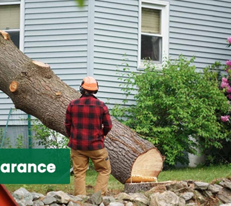 Trees Company - Marrickville, NSW. Site Clearance