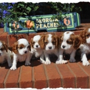 Cavaliers By Crumley - Pet Breeders