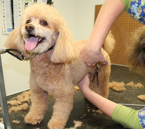 Golden Paws Pet Grooming - Lexington, MA