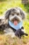 Helga's Pet Grooming Plus - Dog & Cat Grooming & Supplies