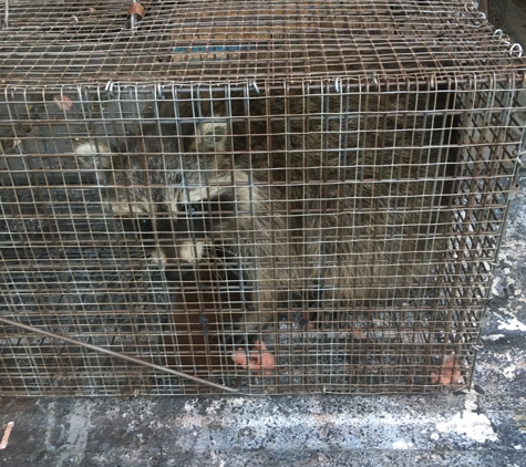 Nocturnal Wildlife Control LLC - Oswego, NY. Raccoon