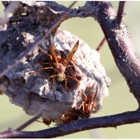 Arab Termite & Pest Control