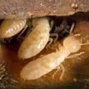 Universal Pest & Termite - Virginia Beach, VA