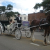 Camelot Carriage Service & Clydesdale Horses gallery